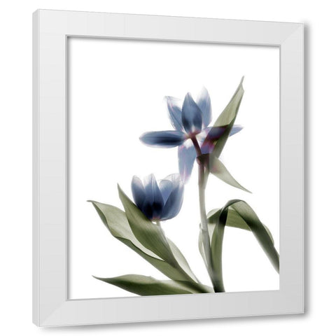 Xray Tulip VIII White Modern Wood Framed Art Print by Stalus, Judy