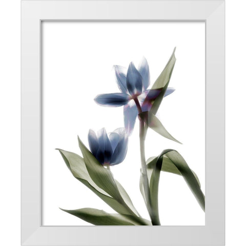Xray Tulip VIII White Modern Wood Framed Art Print by Stalus, Judy