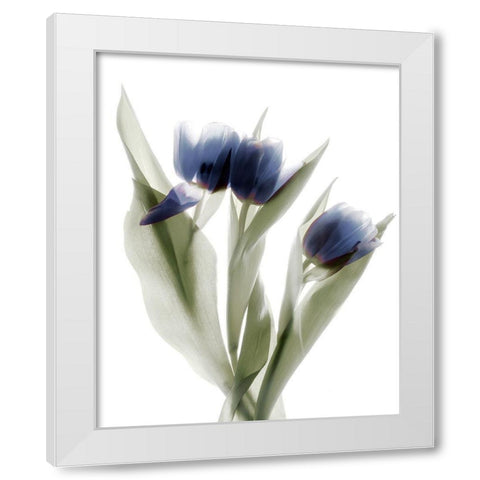 Xray Tulip IX White Modern Wood Framed Art Print by Stalus, Judy