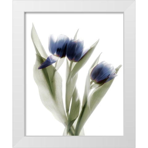 Xray Tulip IX White Modern Wood Framed Art Print by Stalus, Judy