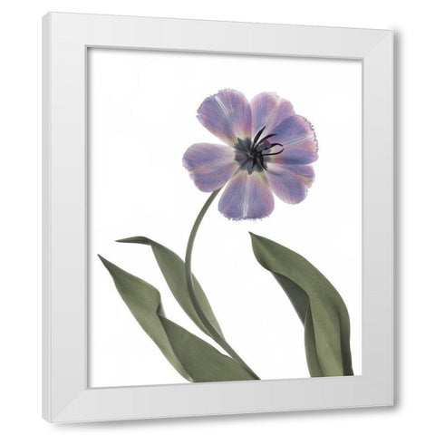 Xray Tulip X White Modern Wood Framed Art Print by Stalus, Judy