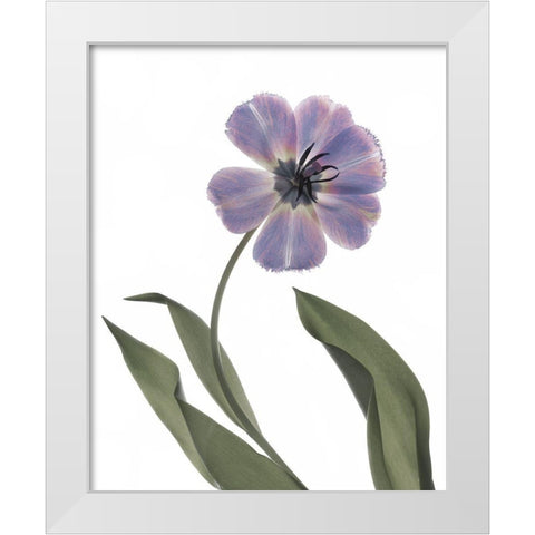 Xray Tulip X White Modern Wood Framed Art Print by Stalus, Judy