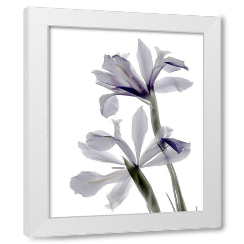 Xray Iris White Modern Wood Framed Art Print by Stalus, Judy