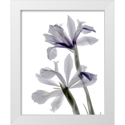 Xray Iris White Modern Wood Framed Art Print by Stalus, Judy