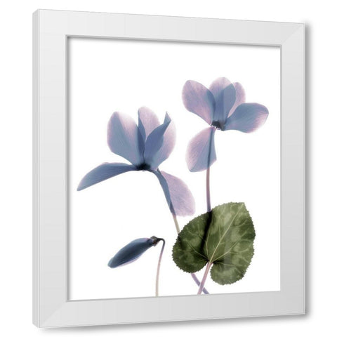 Xray Cyclamen White Modern Wood Framed Art Print by Stalus, Judy