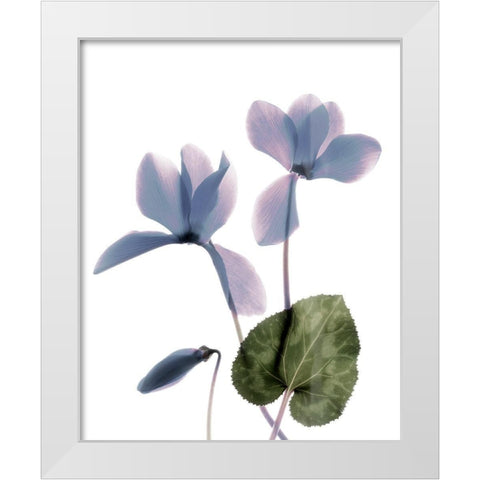Xray Cyclamen White Modern Wood Framed Art Print by Stalus, Judy