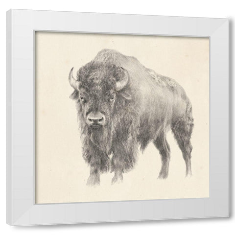 Western Bison Study White Modern Wood Framed Art Print by Harper, Ethan