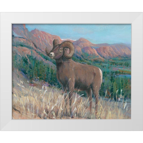 Animals of the West IV White Modern Wood Framed Art Print by OToole, Tim