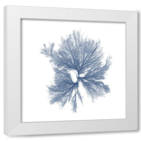 Navy Seaweed III White Modern Wood Framed Art Print by Vision Studio