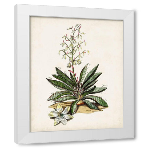 Antique Botanical Study I White Modern Wood Framed Art Print by Unknown