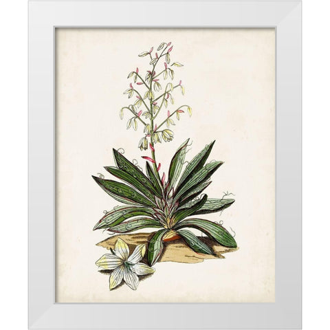 Antique Botanical Study I White Modern Wood Framed Art Print by Unknown