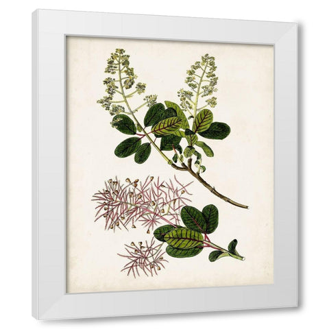 Antique Botanical Study II White Modern Wood Framed Art Print by Unknown