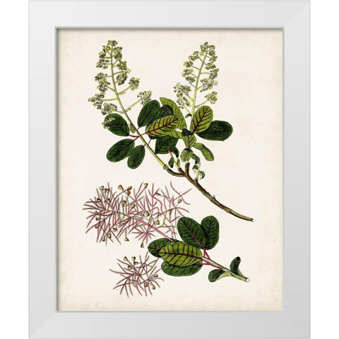 Antique Botanical Study II White Modern Wood Framed Art Print by Unknown