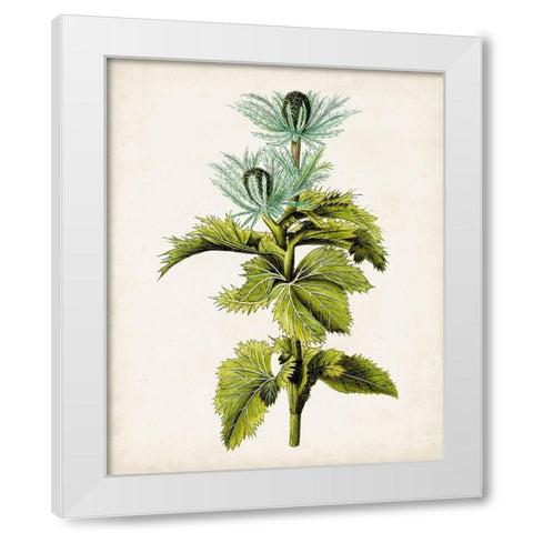 Antique Botanical Study III White Modern Wood Framed Art Print by Unknown