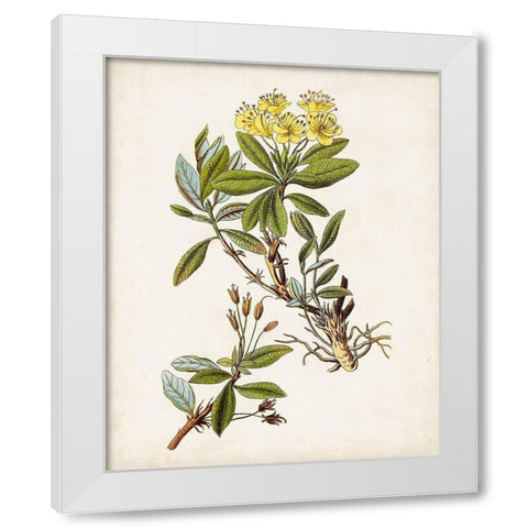 Antique Botanical Study IV White Modern Wood Framed Art Print by Unknown