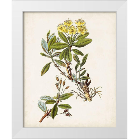Antique Botanical Study IV White Modern Wood Framed Art Print by Unknown