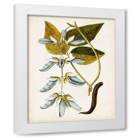 Antique Botanical Study V White Modern Wood Framed Art Print by Unknown