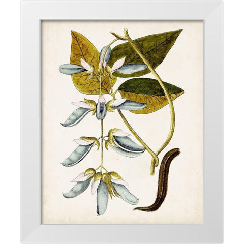 Antique Botanical Study V White Modern Wood Framed Art Print by Unknown