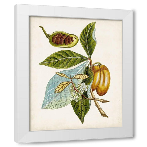 Antique Botanical Study VI White Modern Wood Framed Art Print by Unknown