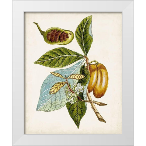 Antique Botanical Study VI White Modern Wood Framed Art Print by Unknown