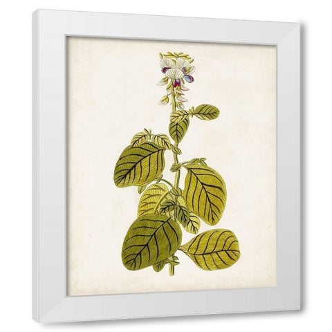 Antique Botanical Study VII White Modern Wood Framed Art Print by Unknown