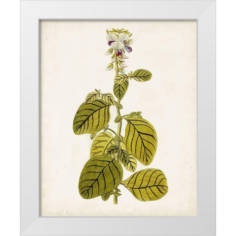 Antique Botanical Study VII White Modern Wood Framed Art Print by Unknown