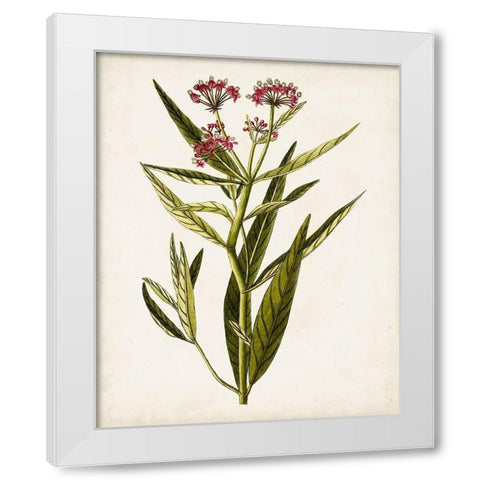 Antique Botanical Study VIII White Modern Wood Framed Art Print by Unknown