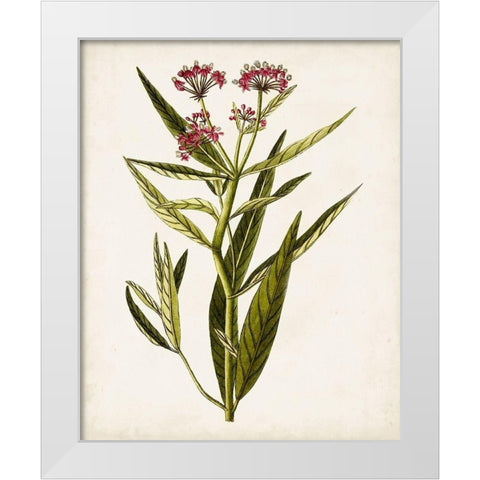 Antique Botanical Study VIII White Modern Wood Framed Art Print by Unknown