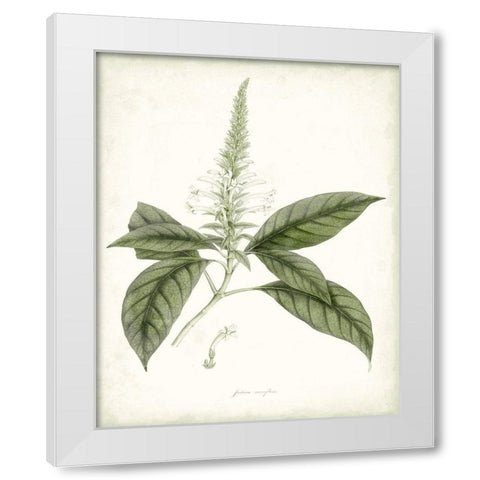 Sage Botanical II White Modern Wood Framed Art Print by Vision Studio