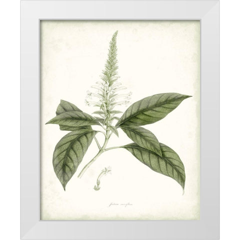 Sage Botanical II White Modern Wood Framed Art Print by Vision Studio