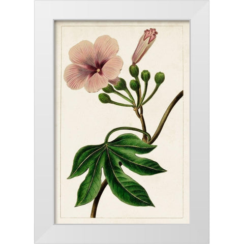 Mauve Botanicals I White Modern Wood Framed Art Print by Unknown