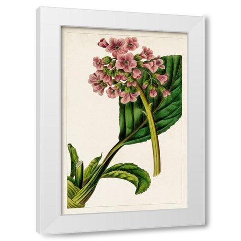 Mauve Botanicals II White Modern Wood Framed Art Print by Unknown
