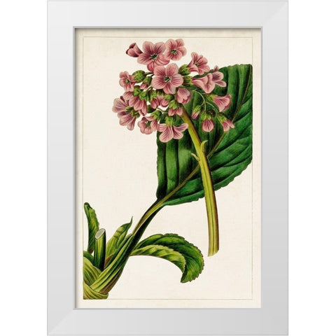 Mauve Botanicals II White Modern Wood Framed Art Print by Unknown