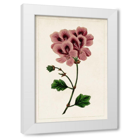 Mauve Botanicals III White Modern Wood Framed Art Print by Unknown