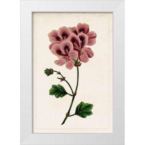 Mauve Botanicals III White Modern Wood Framed Art Print by Unknown
