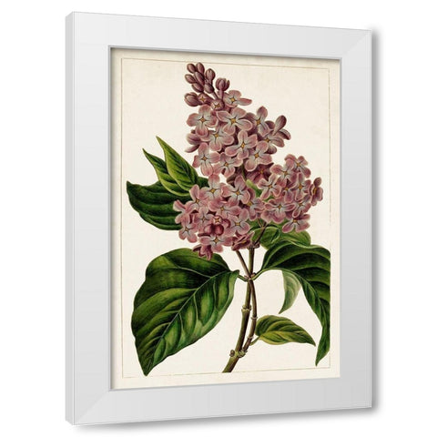 Mauve Botanicals IV White Modern Wood Framed Art Print by Unknown