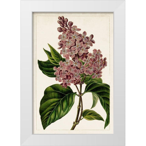Mauve Botanicals IV White Modern Wood Framed Art Print by Unknown