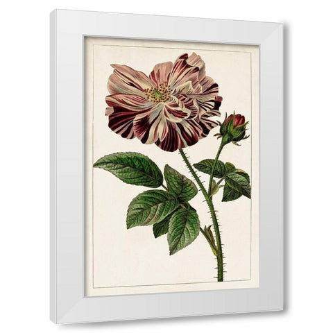 Mauve Botanicals V White Modern Wood Framed Art Print by Unknown