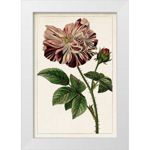 Mauve Botanicals V White Modern Wood Framed Art Print by Unknown