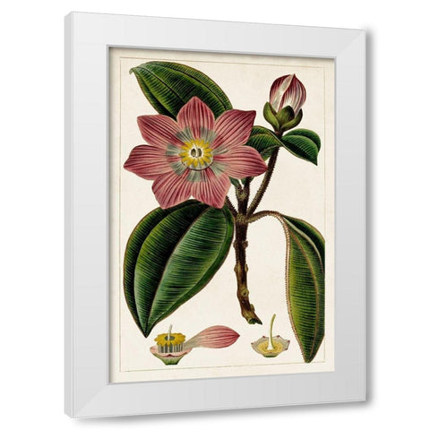 Mauve Botanicals VI White Modern Wood Framed Art Print by Unknown