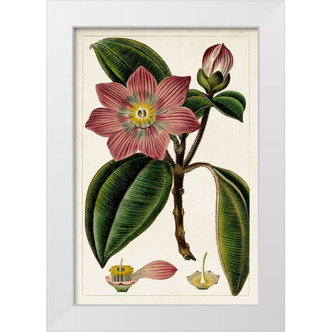 Mauve Botanicals VI White Modern Wood Framed Art Print by Unknown