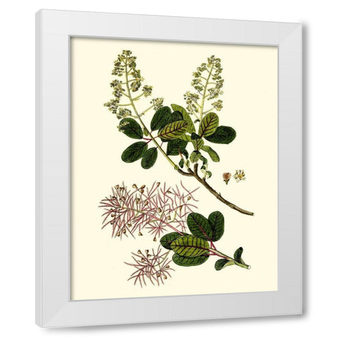 Olive Greenery I White Modern Wood Framed Art Print by Unknown