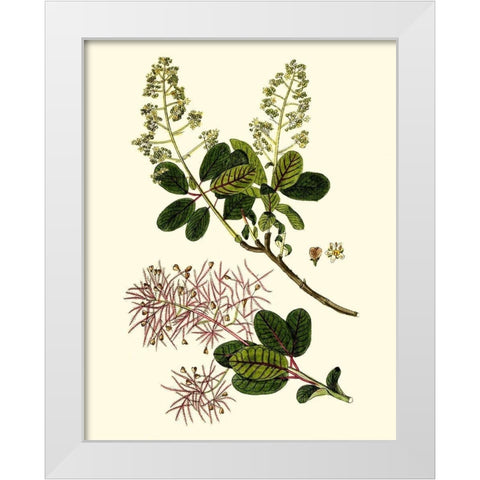 Olive Greenery I White Modern Wood Framed Art Print by Unknown