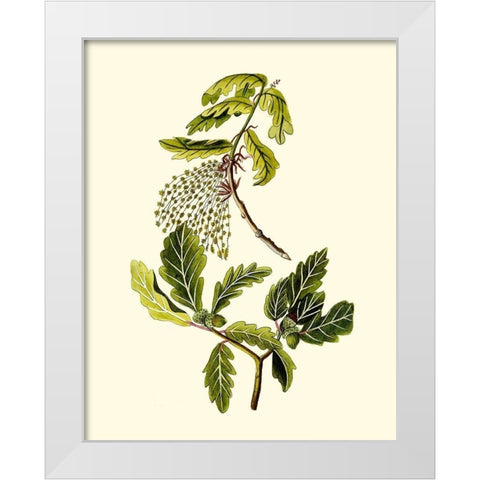 Olive Greenery III White Modern Wood Framed Art Print by Unknown