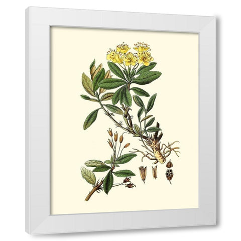 Olive Greenery IV White Modern Wood Framed Art Print by Unknown