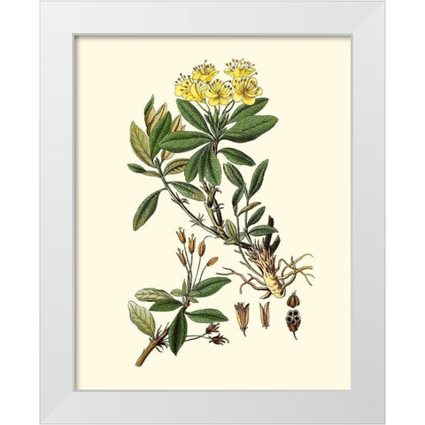 Olive Greenery IV White Modern Wood Framed Art Print by Unknown
