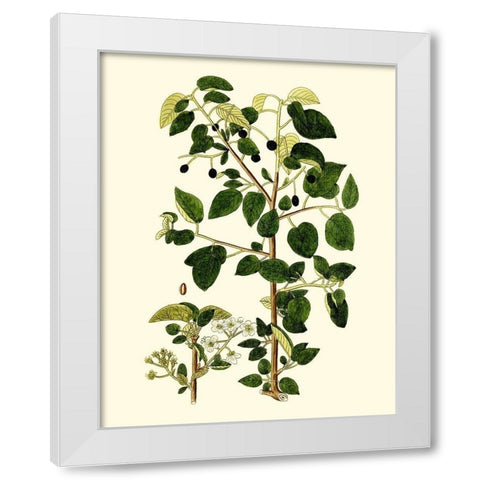 Olive Greenery V White Modern Wood Framed Art Print by Unknown