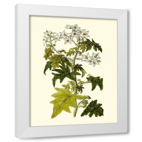 Olive Greenery VI White Modern Wood Framed Art Print by Unknown