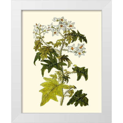 Olive Greenery VI White Modern Wood Framed Art Print by Unknown