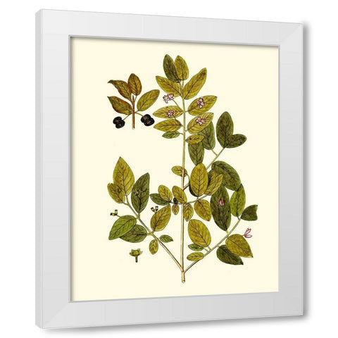 Olive Greenery VII White Modern Wood Framed Art Print by Unknown